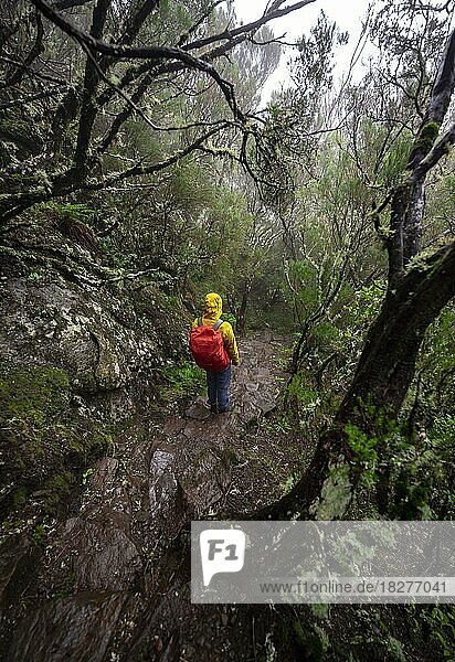 Hiker in dense forest  Vereda Francisco Achadinha hiking trail  Rabacal  Madeira  Portugal  Europe