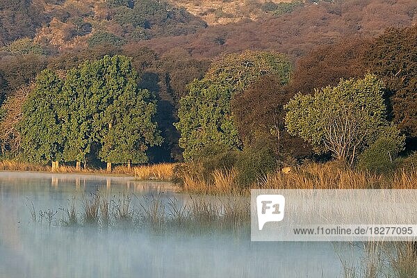 Nebliges Wasser eines Sees im Ranthambhore-Nationalpark im Winter  mit dichten Laubwäldern im Hintergrund