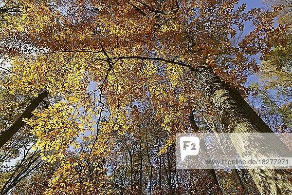 Buche (Fagus sylvatica)  Herbstlaub  Goldener Oktober  Herbstfarben  Hessen  Deutschland  Europa
