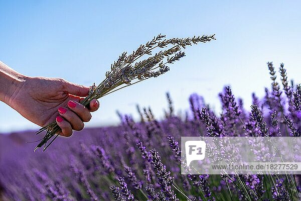 Hände einer Frau beim Lavendelsammeln in einem Lavendelfeld mit violetten Blüten  Lebensstil