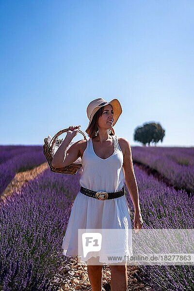 Lifestyle  eine Frau in einem sommerlichen Lavendelfeld beim Sammeln von Blüten im Sommer