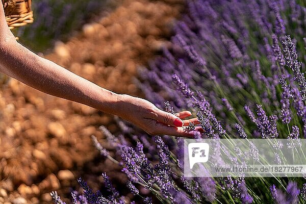 Hand einer Frau beim Pflücken von Lavendel in einem Lavendelfeld mit violetten Blüten  Lifestyle