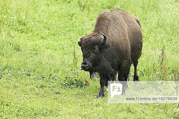 Wisent  Europäischer Bison (Bison bonasus)  steht auf einer Wiese  captive  Schweiz  Europa