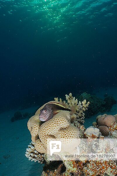 Gestreifter Korallenwächter (Paracirrhites forsteri) auf einer Steinkoralle bei Sonnenuntergang. Tauchplatz Hausriff Mangrove Bay  El Quesir  Ägypten  Rotes Meer  Afrika