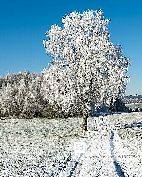 Raureif auf Birke (Betula pendula) an Feldweg in Winterlandschaft  Kirchberg  Rheinland-Pfalz  Deutschland  Europa