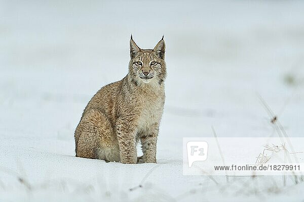 Europäischer Luchs (Lynx lynx)  sitzt in schneebedeckter Wiese  Winter