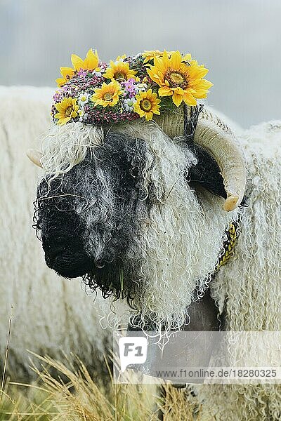 Walliser Schwarznasenschaf (Ovis orientalis aries)  schönster Bock mit Blumenkranz auf dem Kopf  Schäferwochenende 2020  Belalp  Kanton Wallis  Schweiz  Europa
