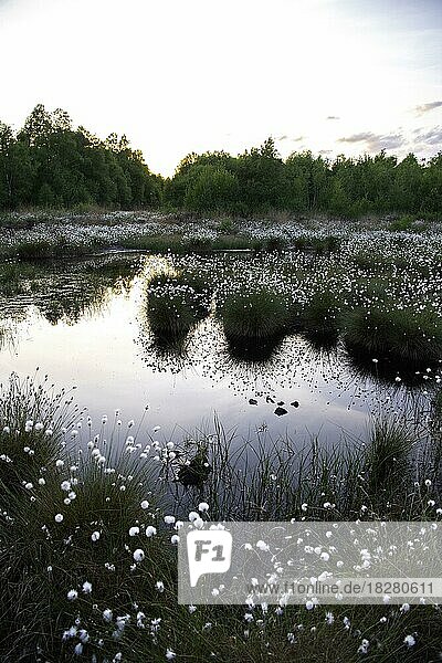 Scheiden-Wollgras (Eriophorum vaginatum)  großer Bestand Samenstände umrandet ein Moorgewässer im Licht der Morgensonne  Naturschutzgebiet Uchter Moor  Niedersachsen  Deutschland  Europa