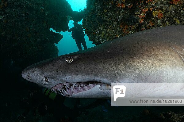 Sand tiger shark (Carcharias taurus) in its den  Protea Banks  Margate  South Africa. Diver in the background. Close-up of the teeth  dentition