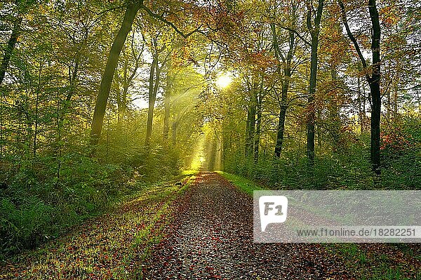 Waldweg mit Sonnenstrahlen  Niederrhein  Nordrhein-Westfalen  Deutschland  Europa