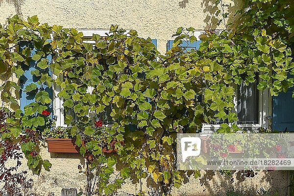 Weinranken (Vitis vinifera) vor den Fenstern eines Wohnhauses  Bayern  Deutschland  Europa