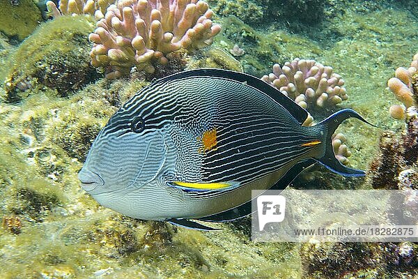 Arabischer Doktorfisch (Acanthurus sohal) . Tauchplatz Hausriff Mangrove Bay  El Quesir  Ägypten  Rotes Meer  Afrika