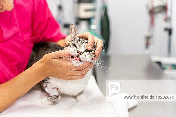 Tierklinik  junge Tierärztin mit einer Katze auf dem Operationstisch  die ihre Zähne kontrolliert