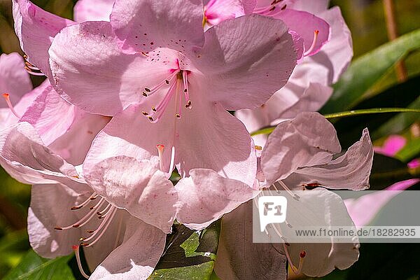 Rhododendron  Schönheit von Tittelworth  rosa Blüten im Naturpark Iturraran  Baskenland