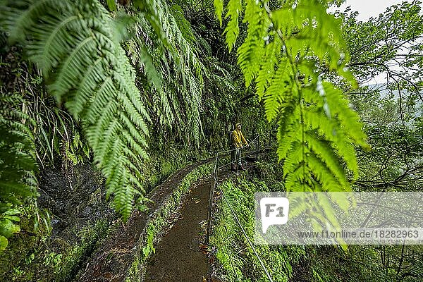 Wanderer an einem schmalen Wanderweg entlang einer Levada  in dicht bewachsenem Wald mit Farn  Levada do Caldeirão Verde  Parque Florestal das Queimadas  Madeira  Portugal  Europa