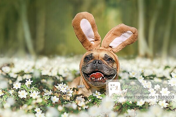 Lächelnde Ostern Französisch Bulldogge Hund mit Kaninchen Kostüm Ohren zwischen Frühlingsblumen