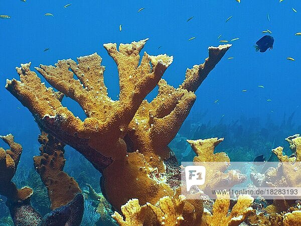 Elkhorn coral (Acropora palmata) . Dive site John Pennekamp Coral Reef State Park  Key Largo  Florida Keys  Florida  USA  North America