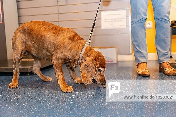 Tierklinik  ein Hund  der im Wartezimmer auf einen Termin wartet und dabei ein paar Kekse isst