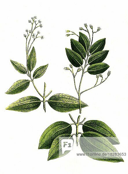 Botanik  Pflanze  Ceylon-Zimtbaum (Cinnamomum zeylanicum) oder Echter Zimtbaum  Cinnamomum verum perpetuo  Historisch  digital restaurierte Reproduktion von einer Vorlage aus dem 18. Jahrhundert