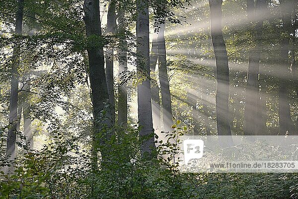 Laubwald  Rotbuchen (Fagus sylvatica) im Nebel von Sonnenstrahlen durchflutet  Sonnenstern  Naturpark Diemelsee  Hessen  Deutschland  Europa
