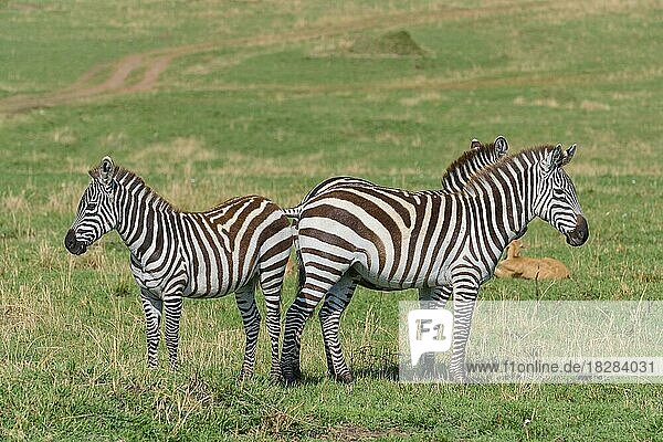 Steppenzebra (Equus quagga)  drei Tiere in der Savanne  Masai Mara National Reserve  Kenia  Afrika