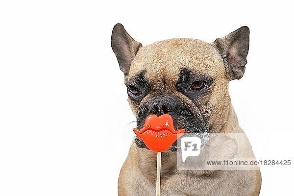 Französische Bulldogge Hund mit roten Kusslippen Foto Requisite vor weißem Hintergrund