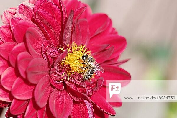Dahlie (Dahlia)  Blume  rot  Westliche Honigbiene (Apis mellifera)  Garten  Deutschland  Eine Biene saugt Nektar aus der Blüte einer Dahlie  Europa