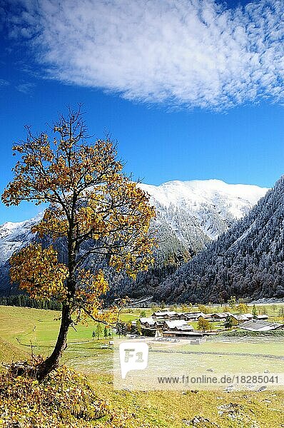 Bergahorn im ersten Schnee  Großen Ahornboden  Eng  Österreich  Europa