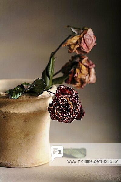 Getrocknete Rosen in einer Vase  Studio Shot