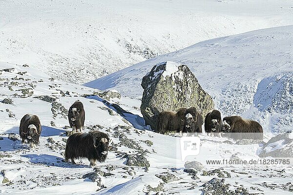 Muskoxen muskox (Ovibos moschatus) herd foraging on snow covered tundra in winter  Dovrefjell