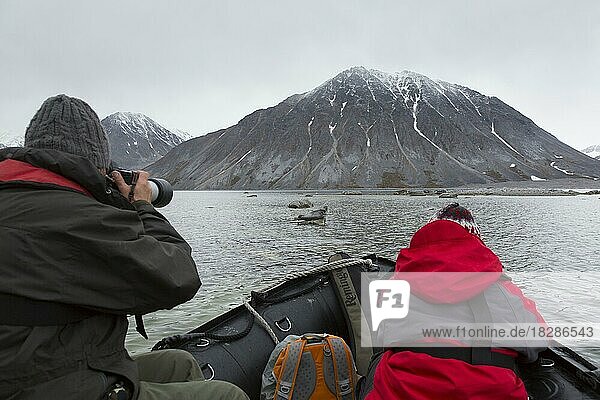 Eco-tourists in zodiac boat watching common seal  harbour seal (Phoca vitulina) resting on rock in the Arctic sea at Svalbard  Spitsbergen  Norway  Europe