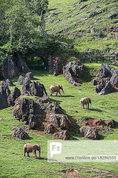 Enclosure with herd of African elephants (Loxodonta africana) at the Cabarceno Natural Park  Penagos  Cantabria  Spain  Europe