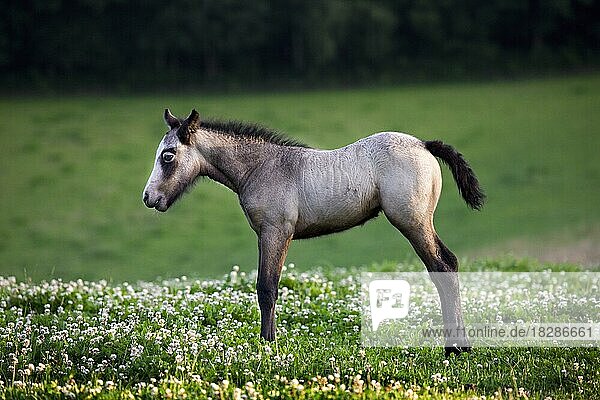 Horse (Equus caballus) foal in meadow with wildflowers  Belgium  Europe