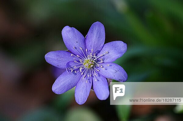 Nahaufnahme  Leberblümchen (Hepatica nobilis)  Blüte  Pflanze  Frühling  Deutschland  Nahaufnahme von einer einzelnen violetten Blüte des Leberblümchens  Europa