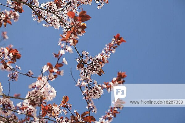 Japanische Zierkirsche (Prunus serrulata)  Blüten  Deutschland  Europa