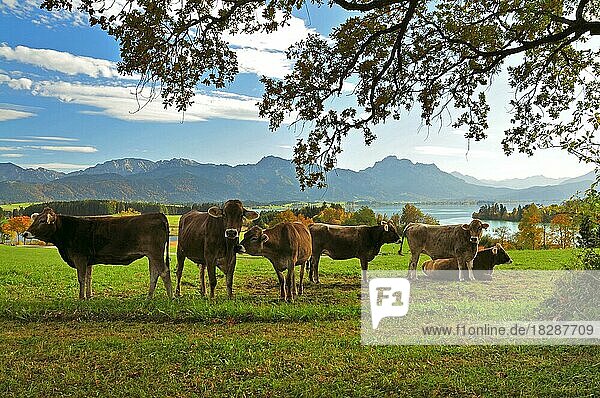 Cows on a pasture above the Forggensee  in the background the Forggensee and on the right the Säuling (2047 m)  Allgäu  Swabia  Bavaria  Germany  Europe