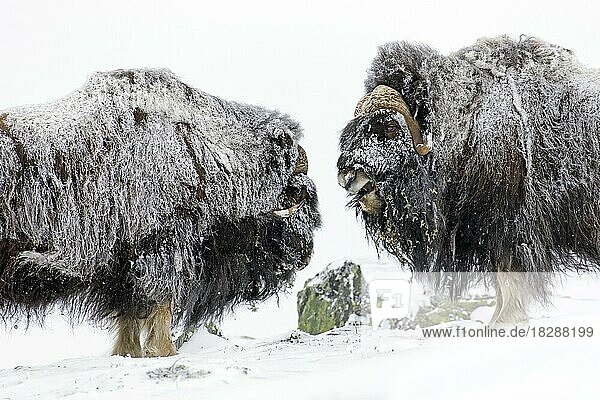Muskox (Ovibos moschatus) bulls two males fighting by headbutting on snow covered tundra in winter  Dovrefjell