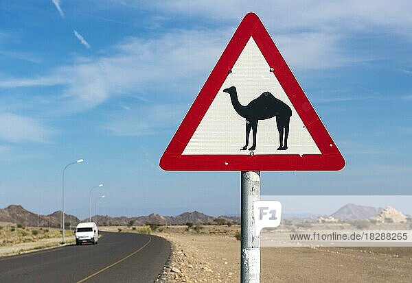 Straßenschild Kamelübergang  Oman  Asien