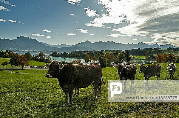 Cows on a pasture above the Forggensee  in the background the Forggensee and on the left the Säuling (2047 m)  Allgäu  Swabia  Bavaria  Germany  Europe