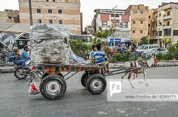 Child labour  horse carts  transport of rubbish  Luxor  Egypt  Africa