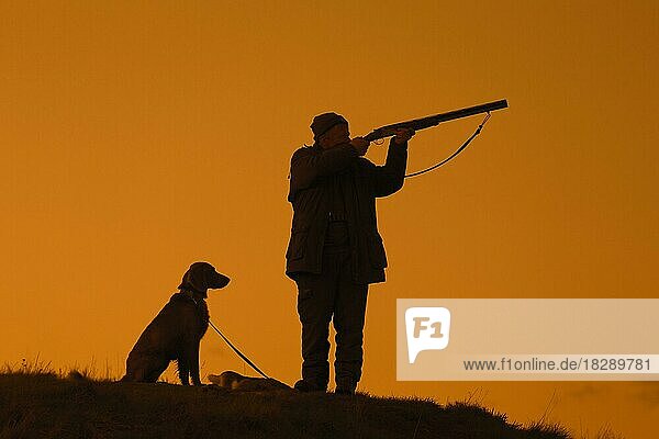 Hunter in meadow at sunset  sunrise shooting with hunting rifle  shotgun and Weimaraner dog silhouetted against orange sky