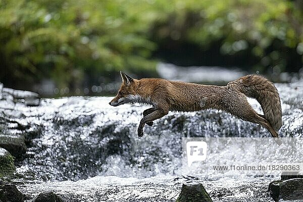 Red fox (Vulpes vulpes) crossing stream  Bitburg  Eifel  Rhineland-Palatinate  Germany  Europe