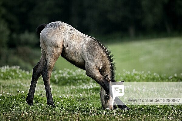 Horse (Equus caballus) foal eating grass in meadow with wildflowers  Belgium  Europe