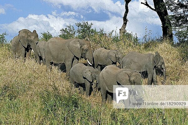 Afrikanische Elefanten (Loxodonta africana) in einer Elefantenherde  Kruger National Park  Südafrika