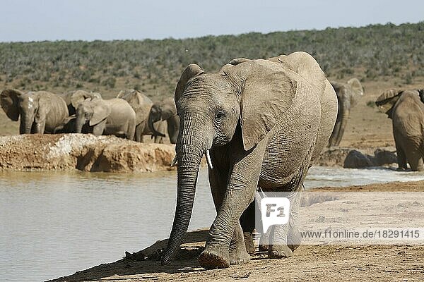 Elefanten (loxodonta africana)  Herde  am Waterloch  Savanne  Addo Elephantpark  Südafrika