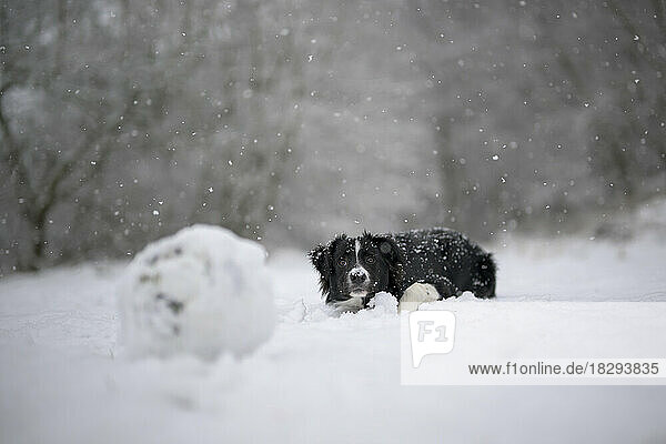 Border Collie puppy sitting in snow
