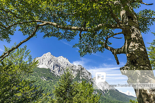 Germany  Bavaria  Wetterstein mountains in summer with tree in foreground