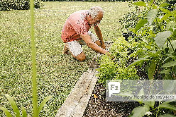 Älterer Mann pflückt Salat aus dem Garten
