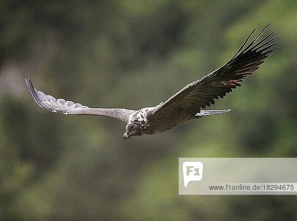 Bearded vulture flying with spread wings