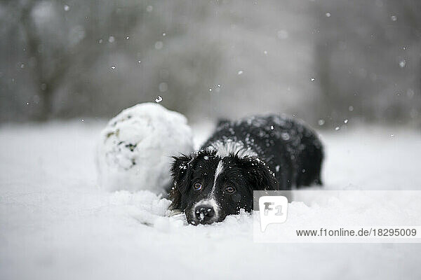Young Border Collie resting in snow
